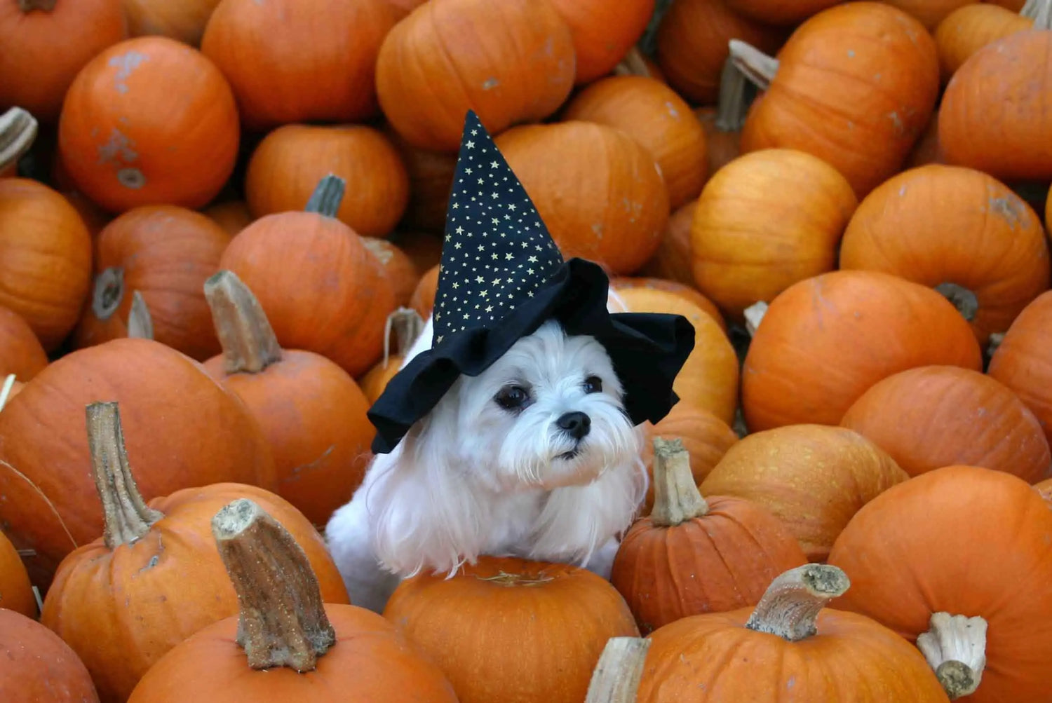 blog Cani vs. Gatti: Chi è il vero coraggioso di Halloween?