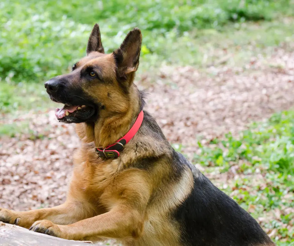 Cane da Pastore Tedesco a Pelo Lungo: Caratteristiche e Cura di questa Splendida Razza - Respet Shop