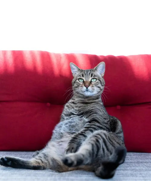 Come Tenere in Forma il Tuo Amico a Quattro Zampe (e Forse Anche Te!) Dopo le Vacanze