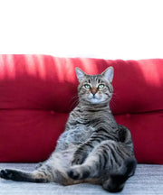 Come Tenere in Forma il Tuo Amico a Quattro Zampe (e Forse Anche Te!) Dopo le Vacanze