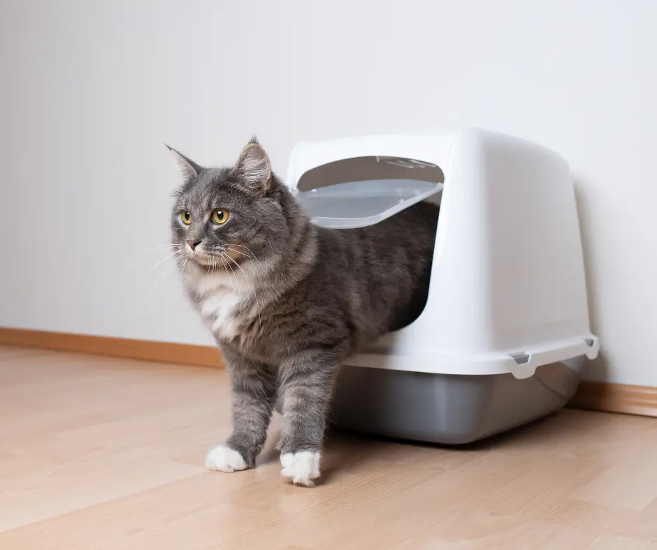 La lettiera: come educare il tuo gatto - Respet Shop