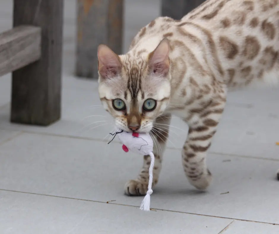 Bengala: le caratteristiche del gatto leopardato - Respet Shop