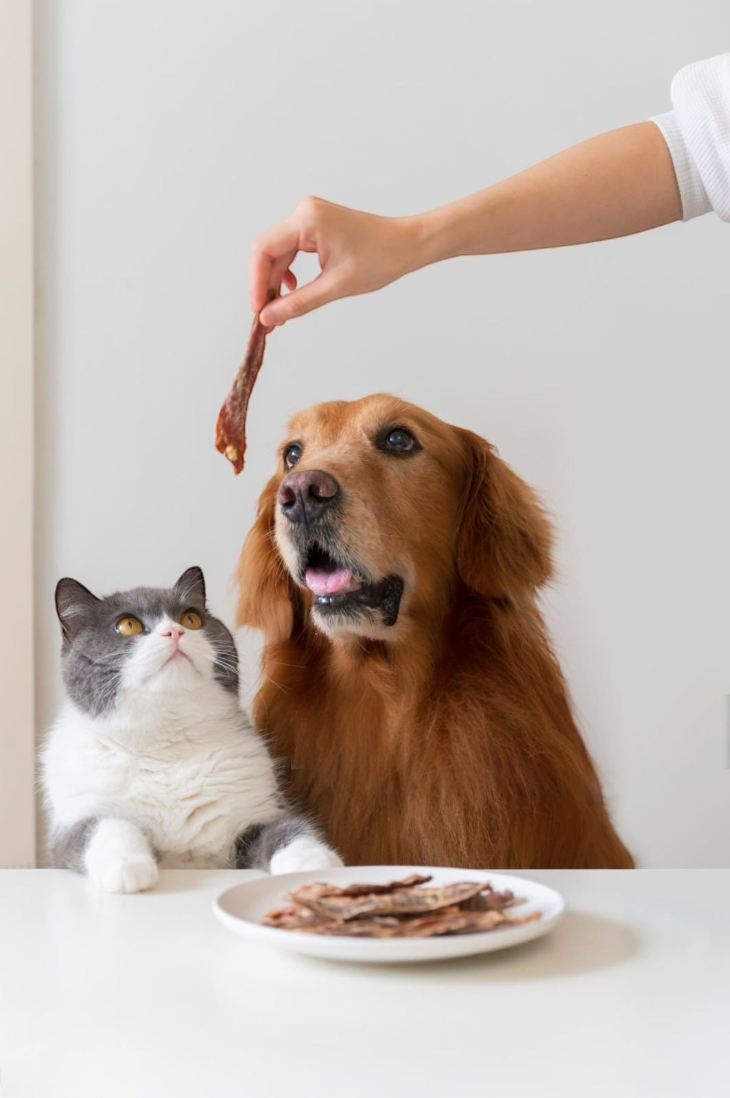 Quante volte al giorno posso dare uno snack al mio cane o al mio gatto?