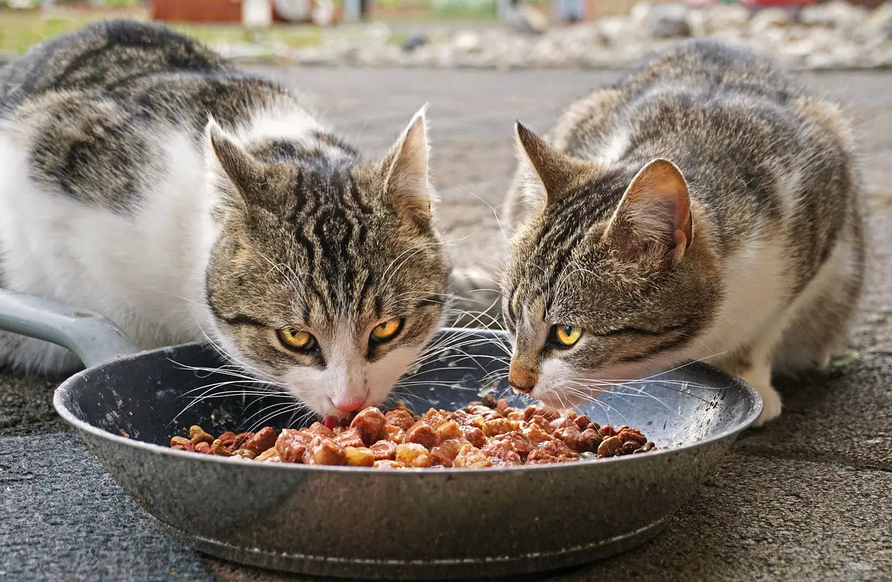 blog Cibo naturale per gatti: tutto quello che c'è da sapere