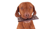 Cioccolato-per-Cani-Un-premio-sicuro-e-gustoso Respet Shop