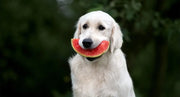 blog Come Cambiare il Cibo del Tuo Cane o Gatto Senza Creare una Rivoluzione Pelosa