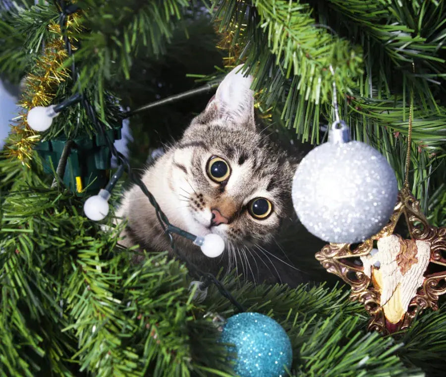 Blog Salva l'Albero: Guida alla sopravvivenza natalizia per pet vivaci!