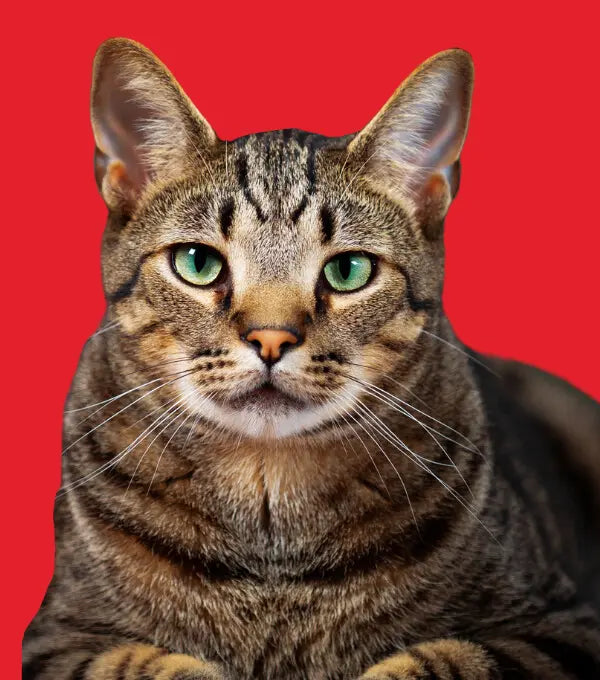 TUTTO PER IL TUO GATTO - Respet Shop