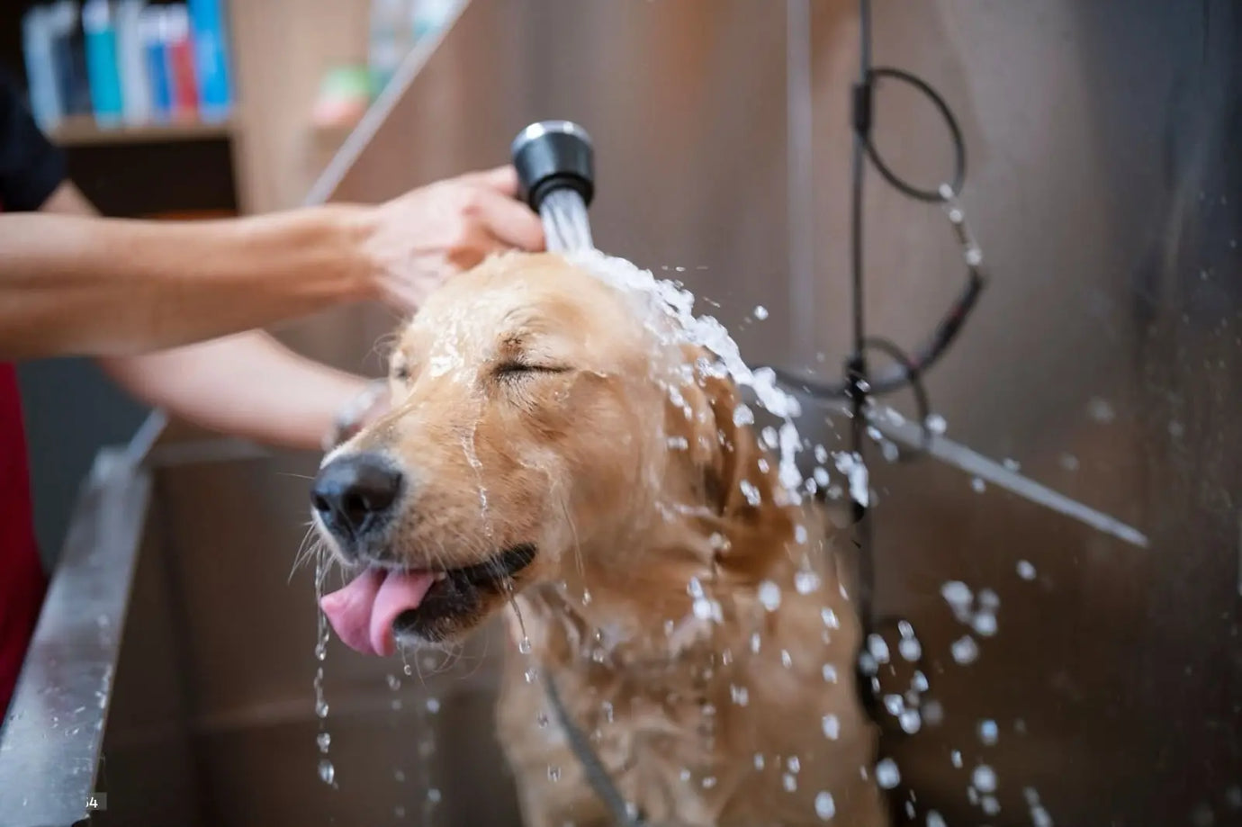Ogni quanto lavare un cane? La guida completa per mantenere il tuo amico a quattro zampe pulito e in salute Respet