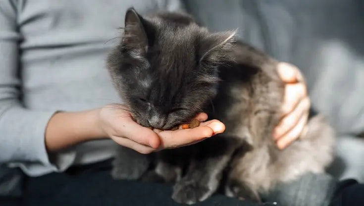 blog I Segreti dei Mangimi Complementari per una Pancia Serena di Micio e Fido!