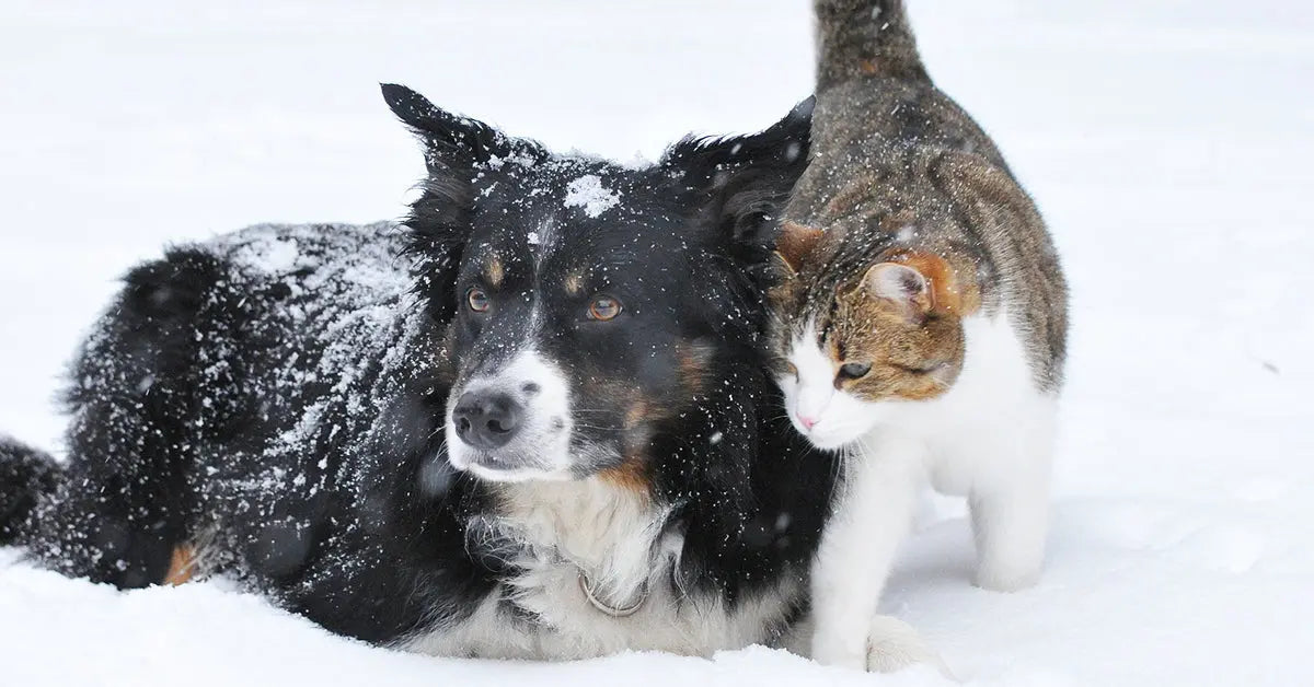 Alimentazione-invernale-come-cambiano-i-bisogni-nutrizionali-di-cani-e-gatti Respet