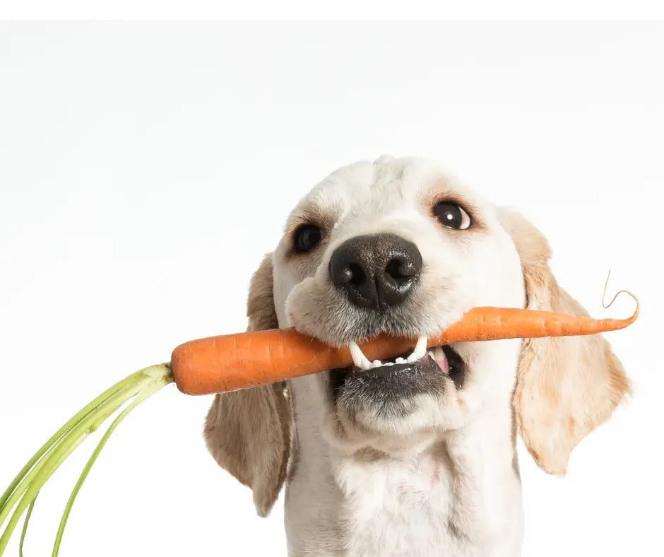 Il-Mio-Cane-Gatto-può-Mangiare-Frutta-e-Verdura Respet Shop