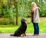 Patentino cani: tutto ciò che c’è da sapere - Respet Shop