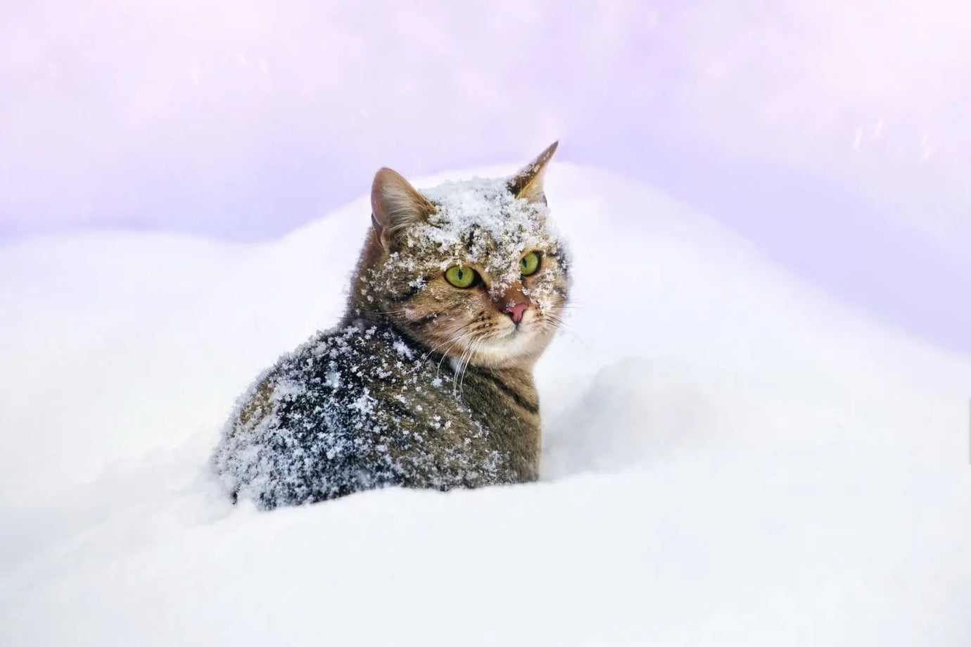 Gatti e neve: cosa fare e cosa evitare per proteggerli in inverno Respet