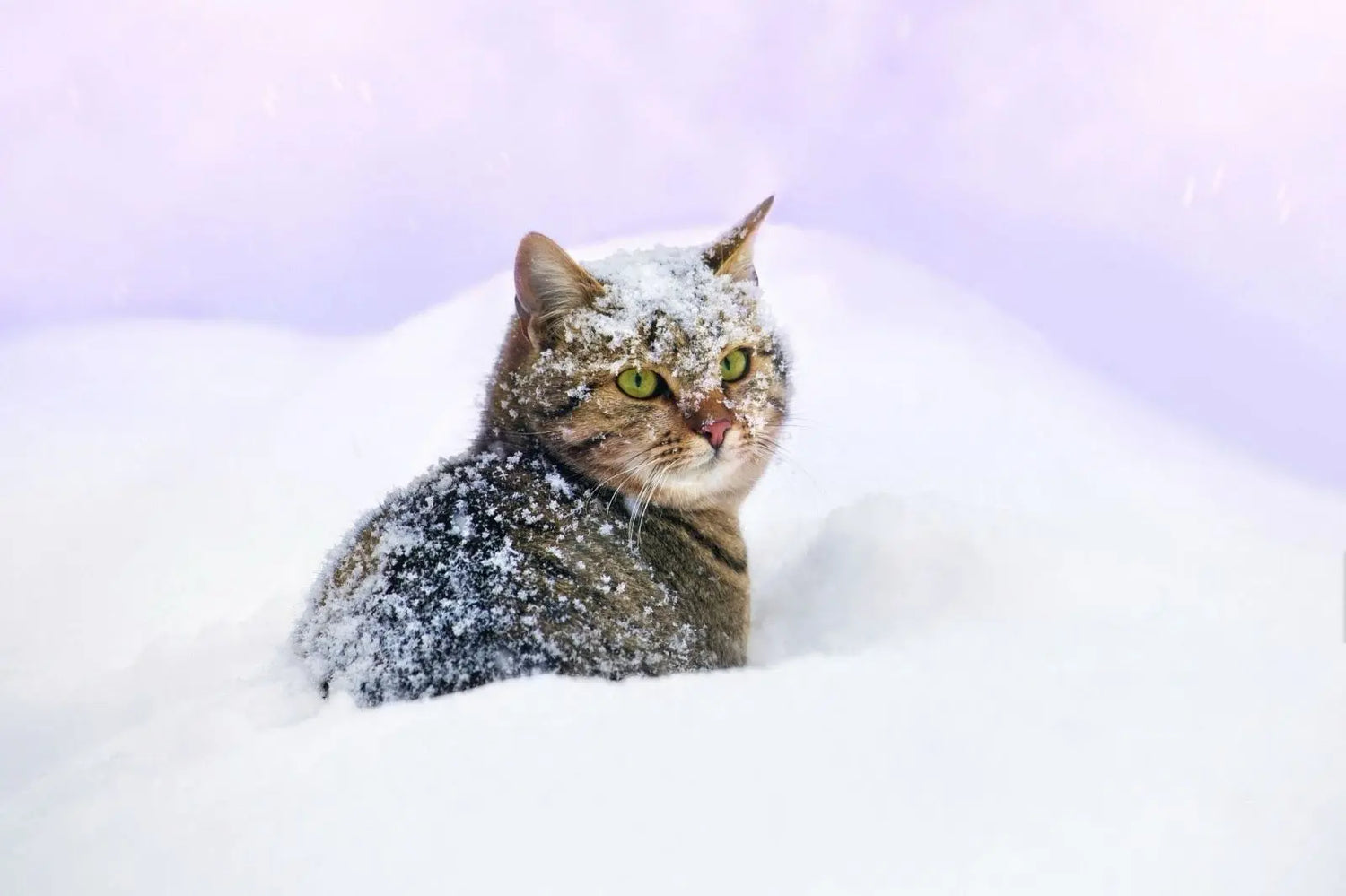 Gatti e neve: cosa fare e cosa evitare per proteggerli in inverno Respet
