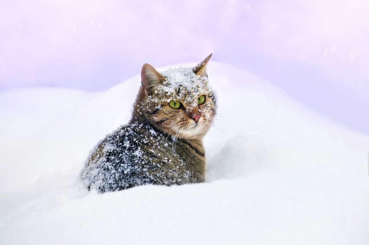Gatti e neve: cosa fare e cosa evitare per proteggerli in inverno