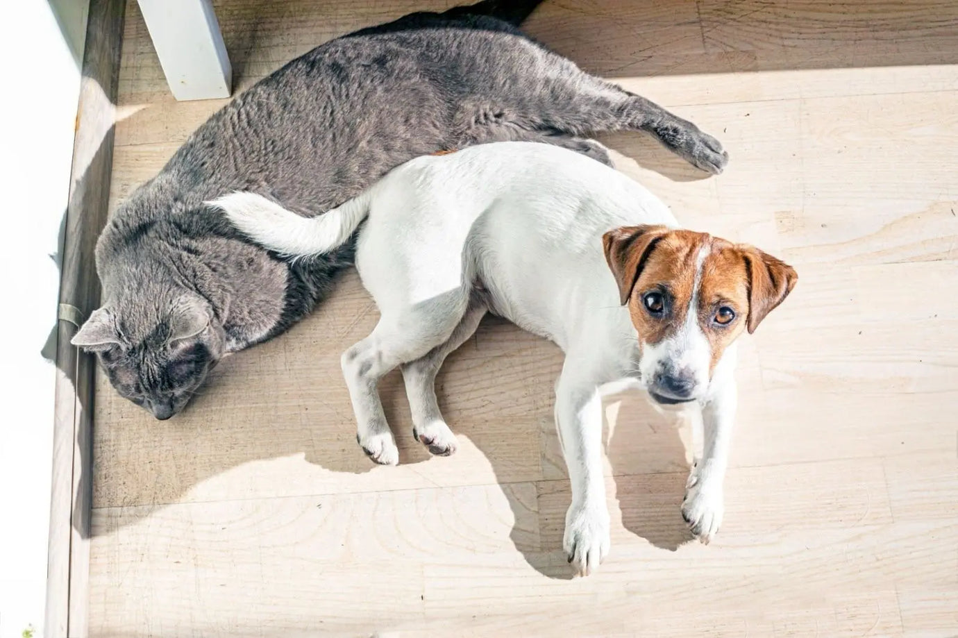 Le Razze di Cani e Gatti Più Vulnerabili al Caldo Estivo: Come Proteggerle Durante l’Estate Respet