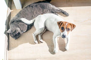Le Razze di Cani e Gatti Più Vulnerabili al Caldo Estivo: Come Proteggerle Durante l’Estate Respet