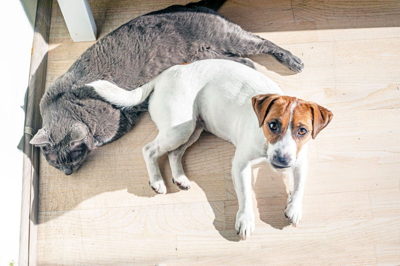 Le Razze di Cani e Gatti Più Vulnerabili al Caldo Estivo: Come Proteggerle Durante l’Estate
