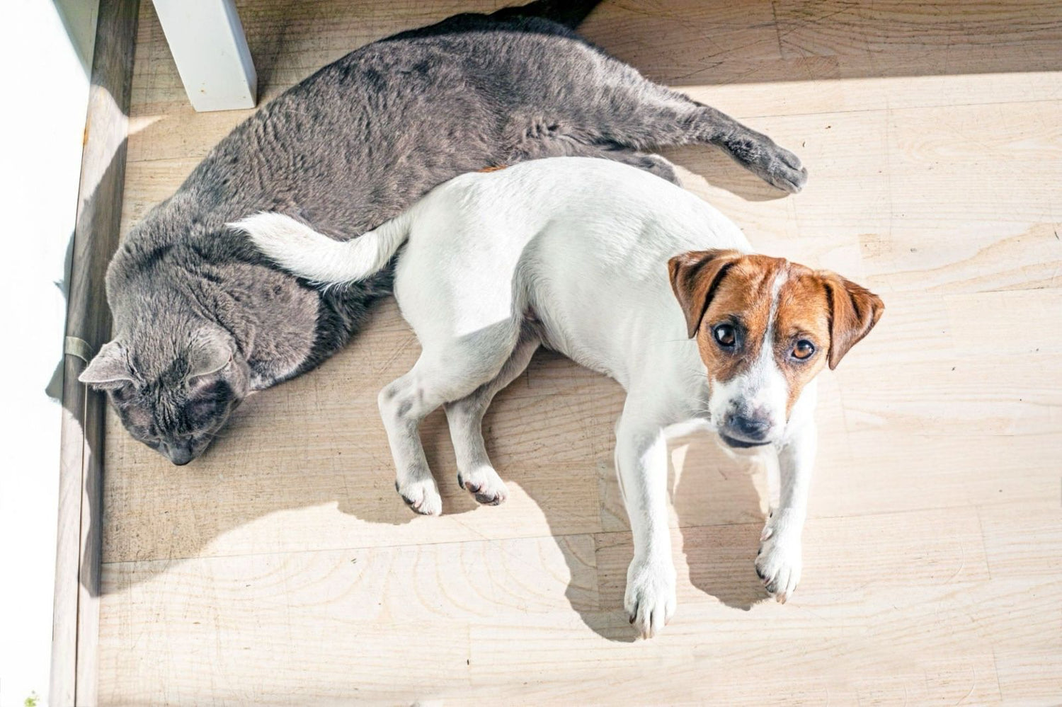 Le Razze di Cani e Gatti Più Vulnerabili al Caldo Estivo: Come Proteggerle Durante l’Estate