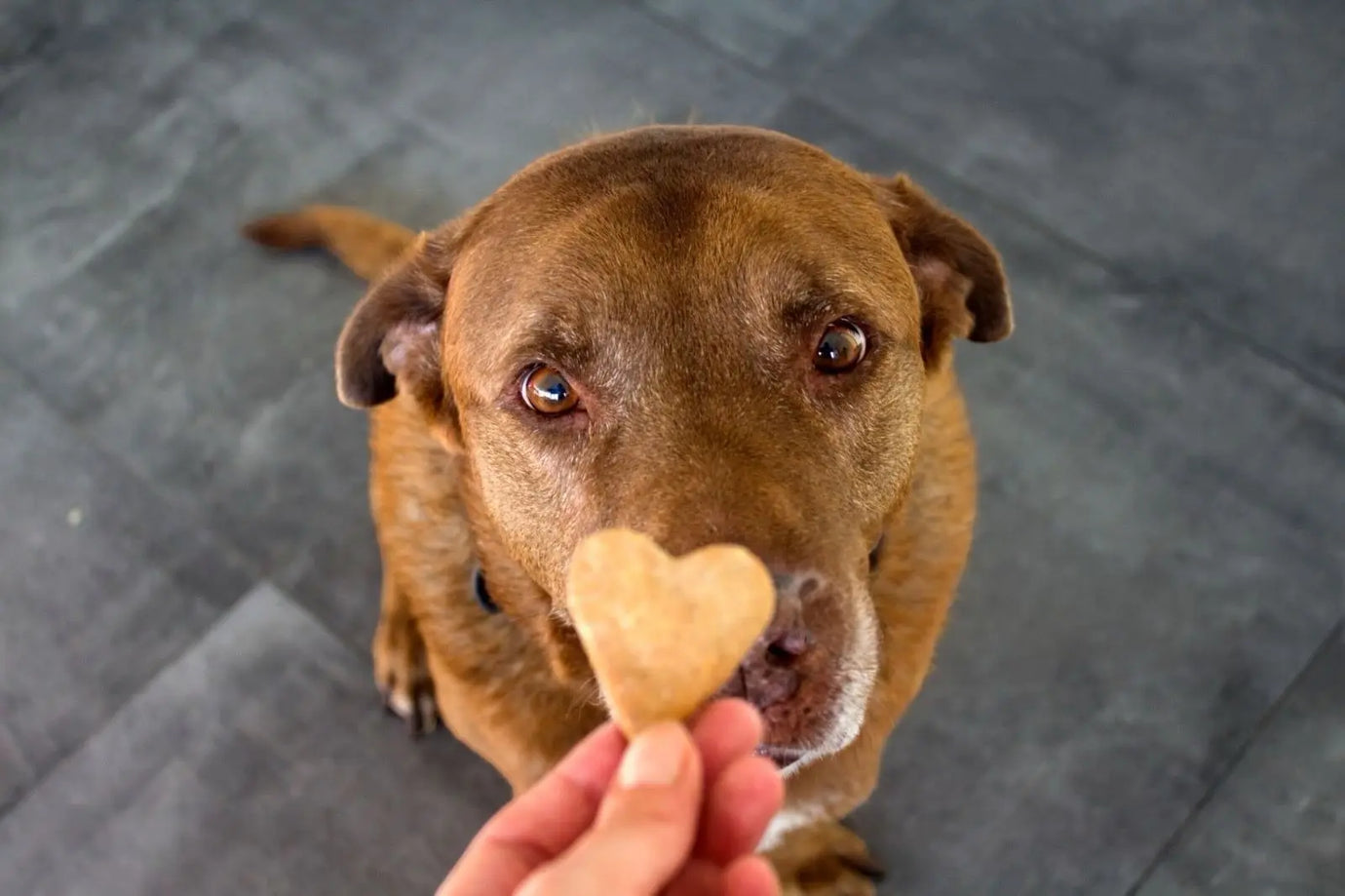 Quanti biscotti può mangiare il tuo cane? Respet