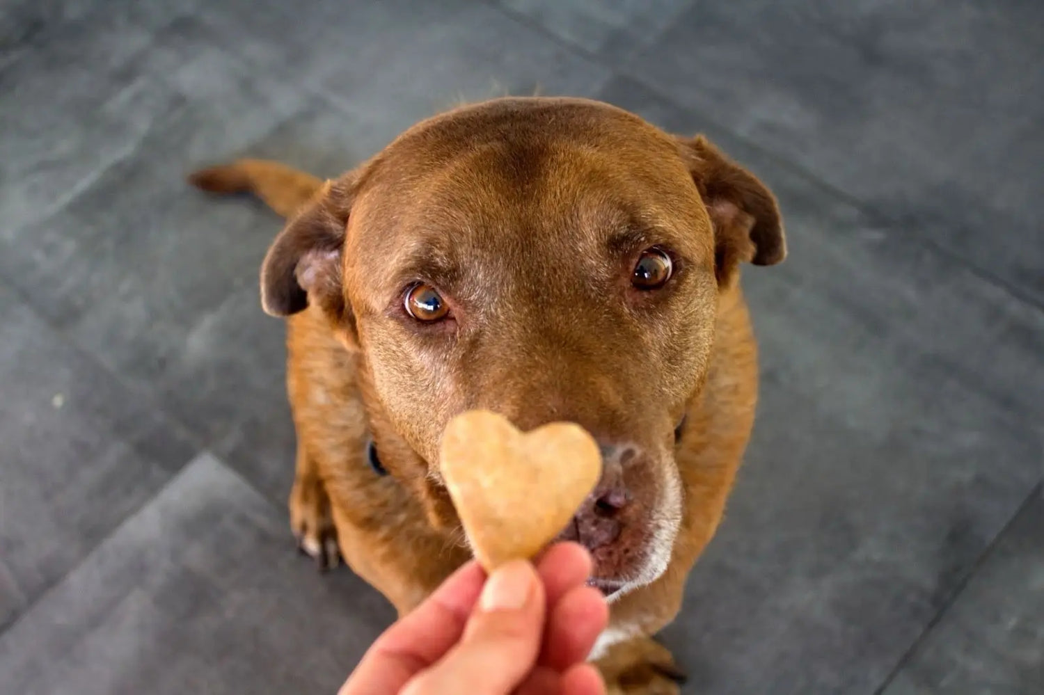 Quanti biscotti può mangiare il tuo cane? Respet
