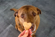 Quanti biscotti può mangiare il tuo cane? Respet