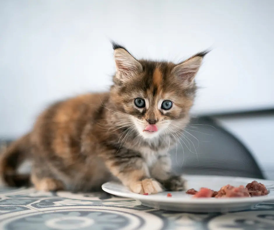 Il Miglior Cibo per Gatti: Scopri le Opzioni Salutari e Gustose per il Tuo Felino - Respet Shop