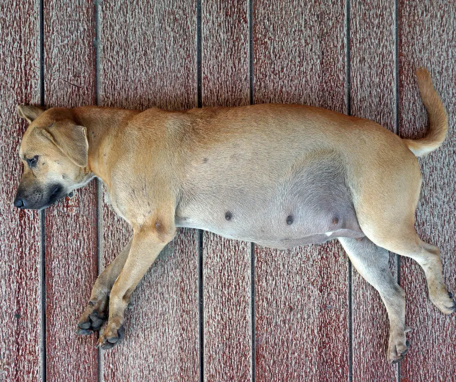 Gestazione del Cane: Cosa Aspettarsi Durante Questo Periodo Importante - Respet Shop