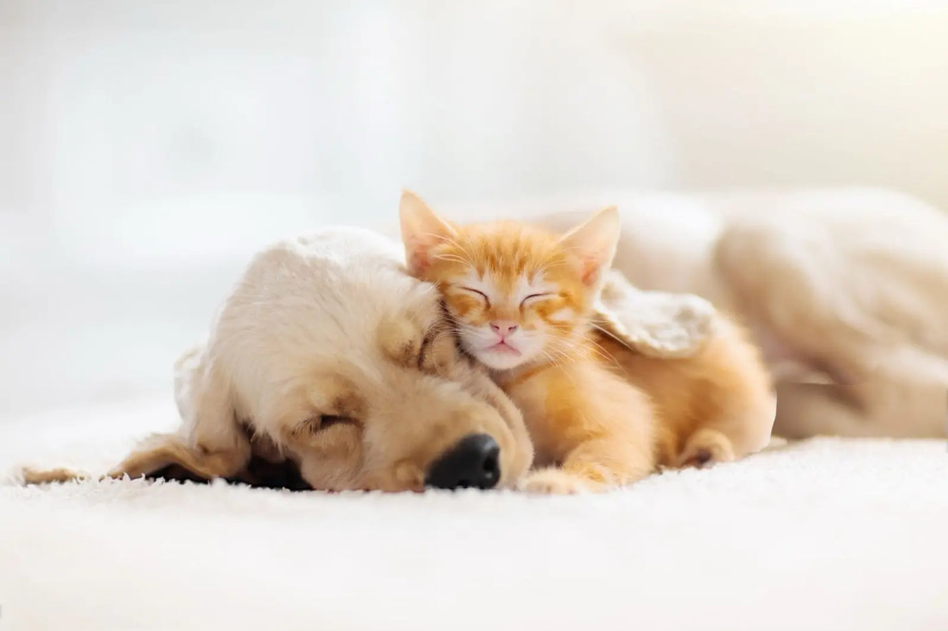 Come-aiutare-cani-e-gatti-a-rientrare-nella-routine-dopo-la-pausa Respet Shop