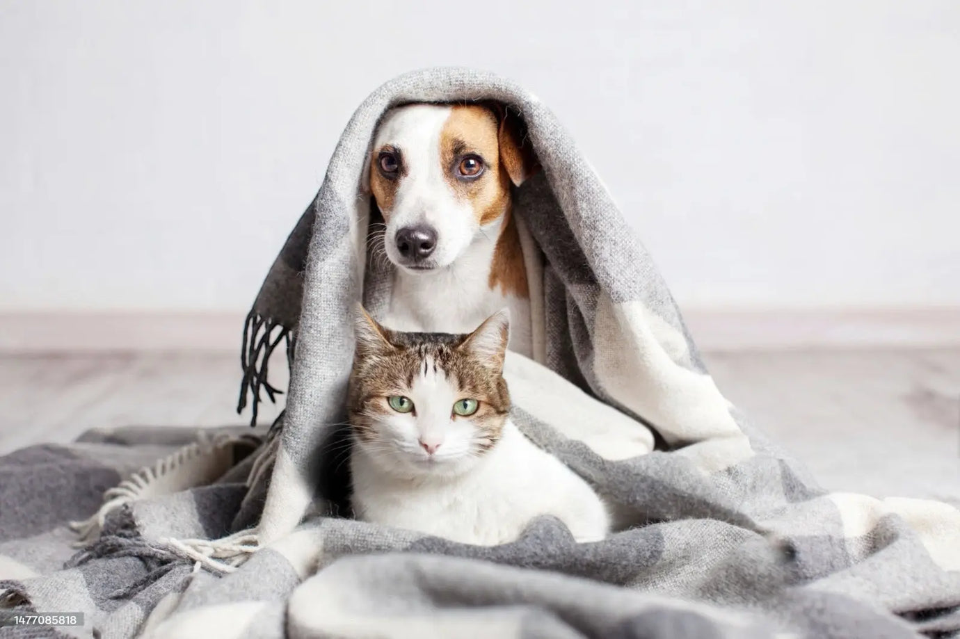 Come-proteggere-il-cane-e-il-gatto-dal-freddo-con-l-alimentazione Respet Shop