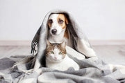 Come-proteggere-il-cane-e-il-gatto-dal-freddo-con-l-alimentazione Respet Shop