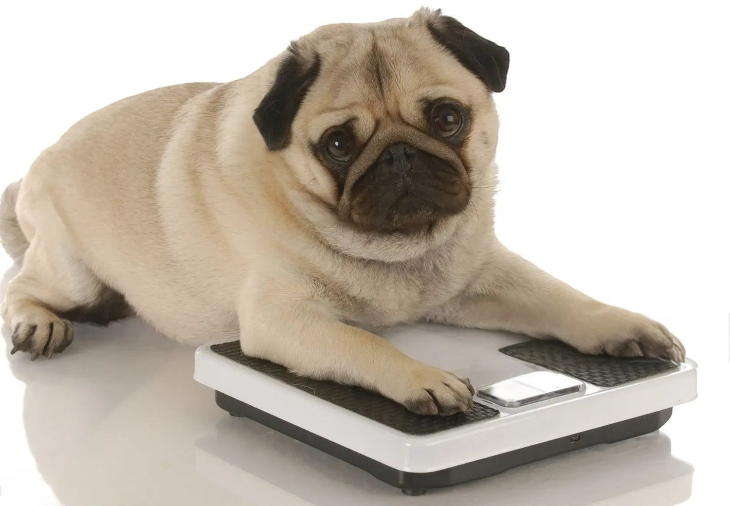 Con-il-freddo-il-tuo-cane-si-muove-meno-Ecco-come-evitare-il-sovrappeso Respet