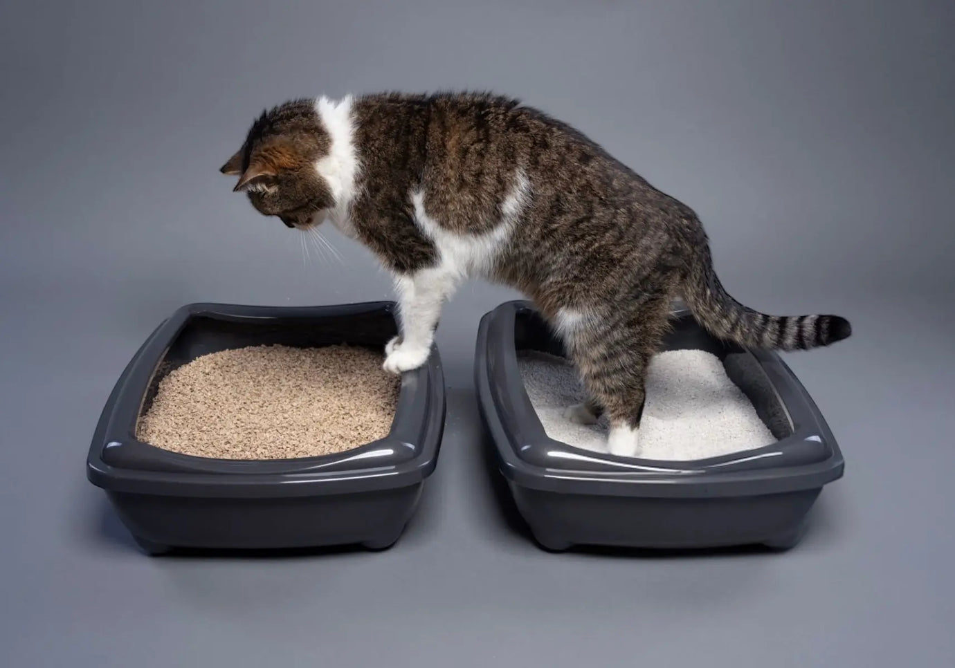 Lettiera-per-gatti-come-scegliere-la-migliore-per-il-tuo-gatto-e-perché-fa-la-differenza Respet Shop