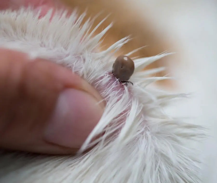 Parassiti in primavera: come proteggere cane e gatto in modo efficace Respet