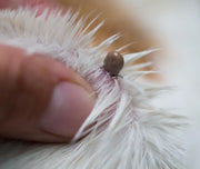 Parassiti in primavera: come proteggere cane e gatto in modo efficace Respet