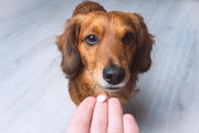 Integratori-per-cani-e-gatti-Tutto-quello-che-devi-sapere Respet Shop