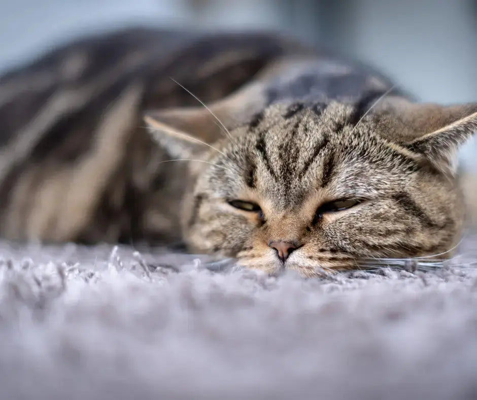 Posizione del Gatto Quando Sta Male: Sintomi e Segnali di Disagio del Tuo Amico Felino Respet