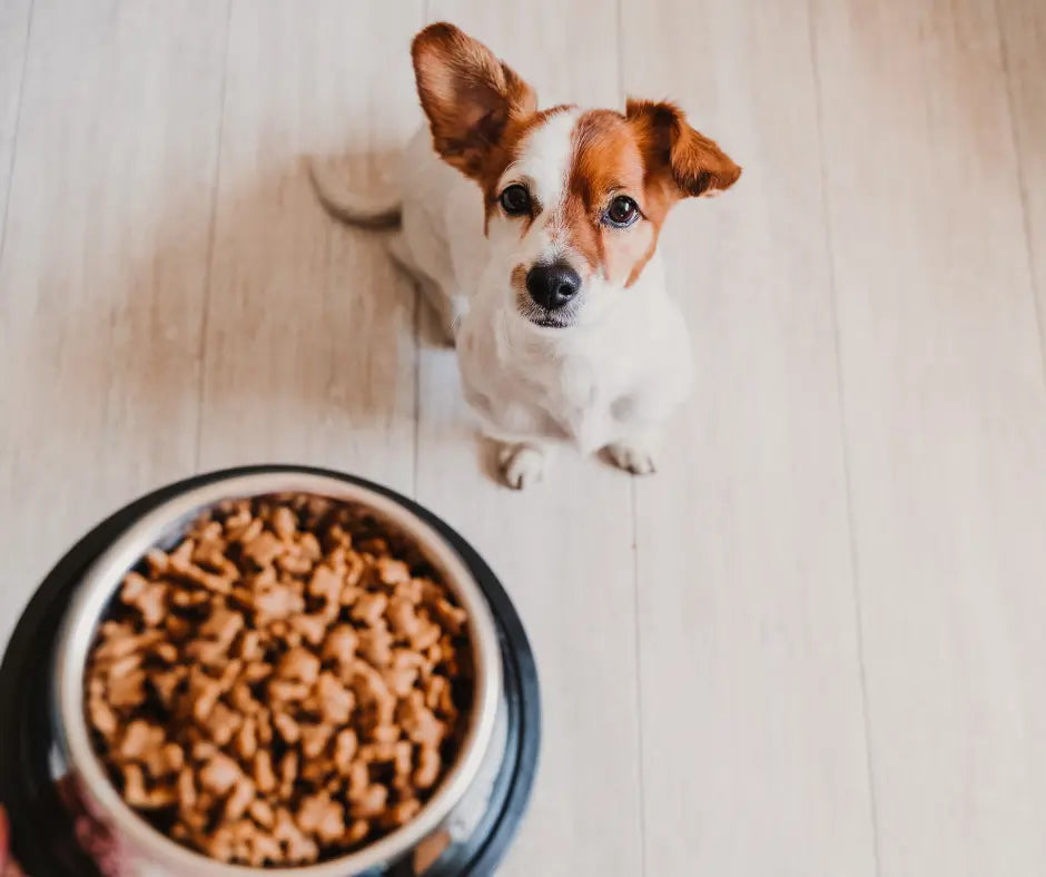 Crocchette per cani: tutto ciò che c'è da sapere - Respet Shop