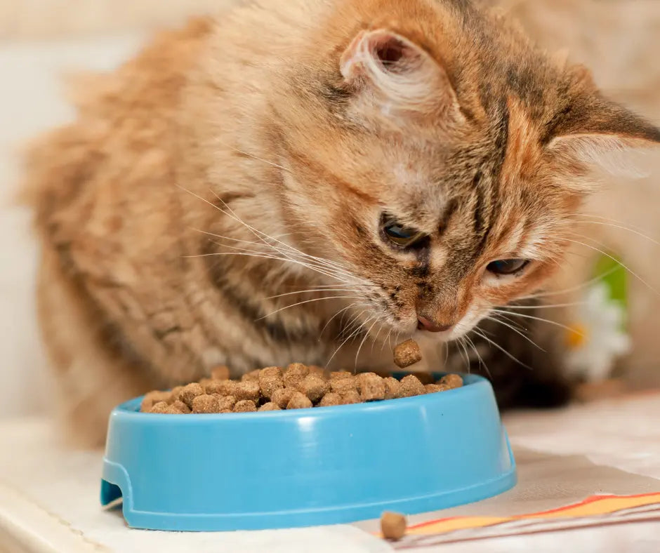Cibo per gatti anche sotto le feste: le istruzioni per una corretta alimentazione - Respet Shop