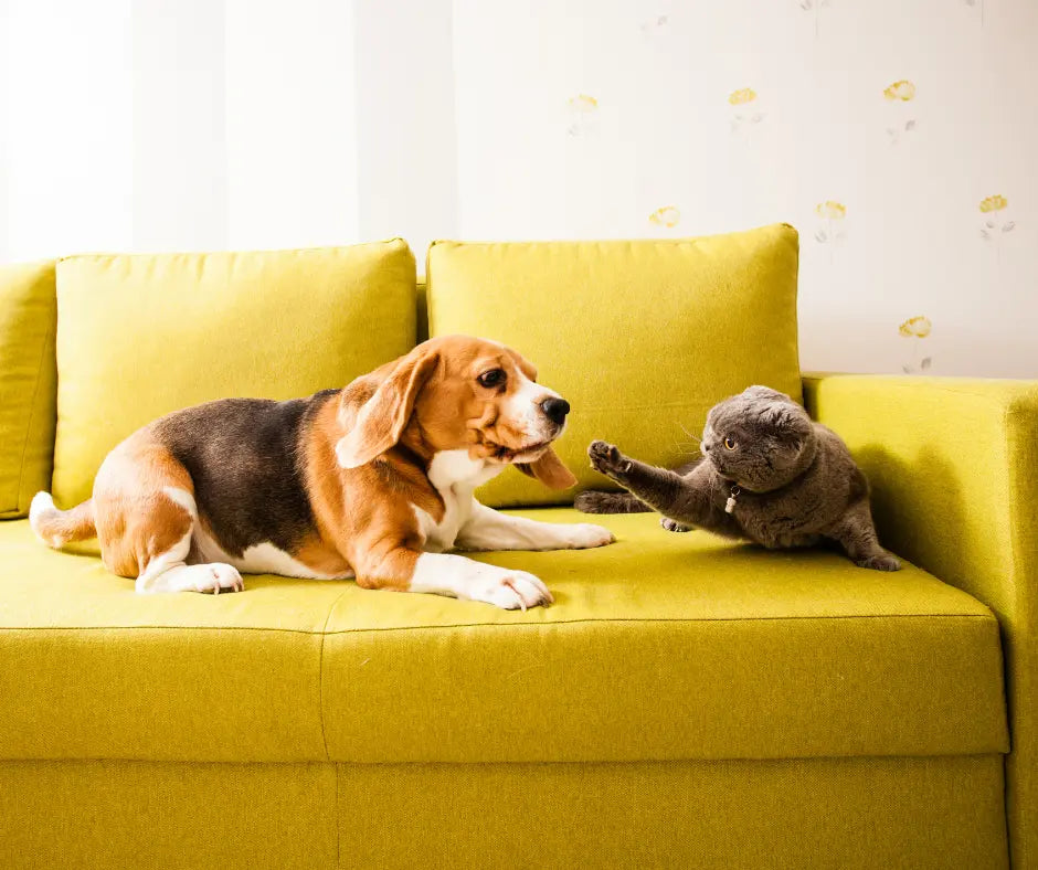 Cani e gatti in condominio: regole e accortezze da seguire - Respet Shop