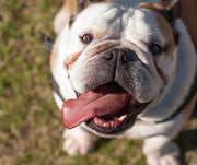 Il Bulldog Americano: tutte le curiosità su questa particolare razza - Respet Shop