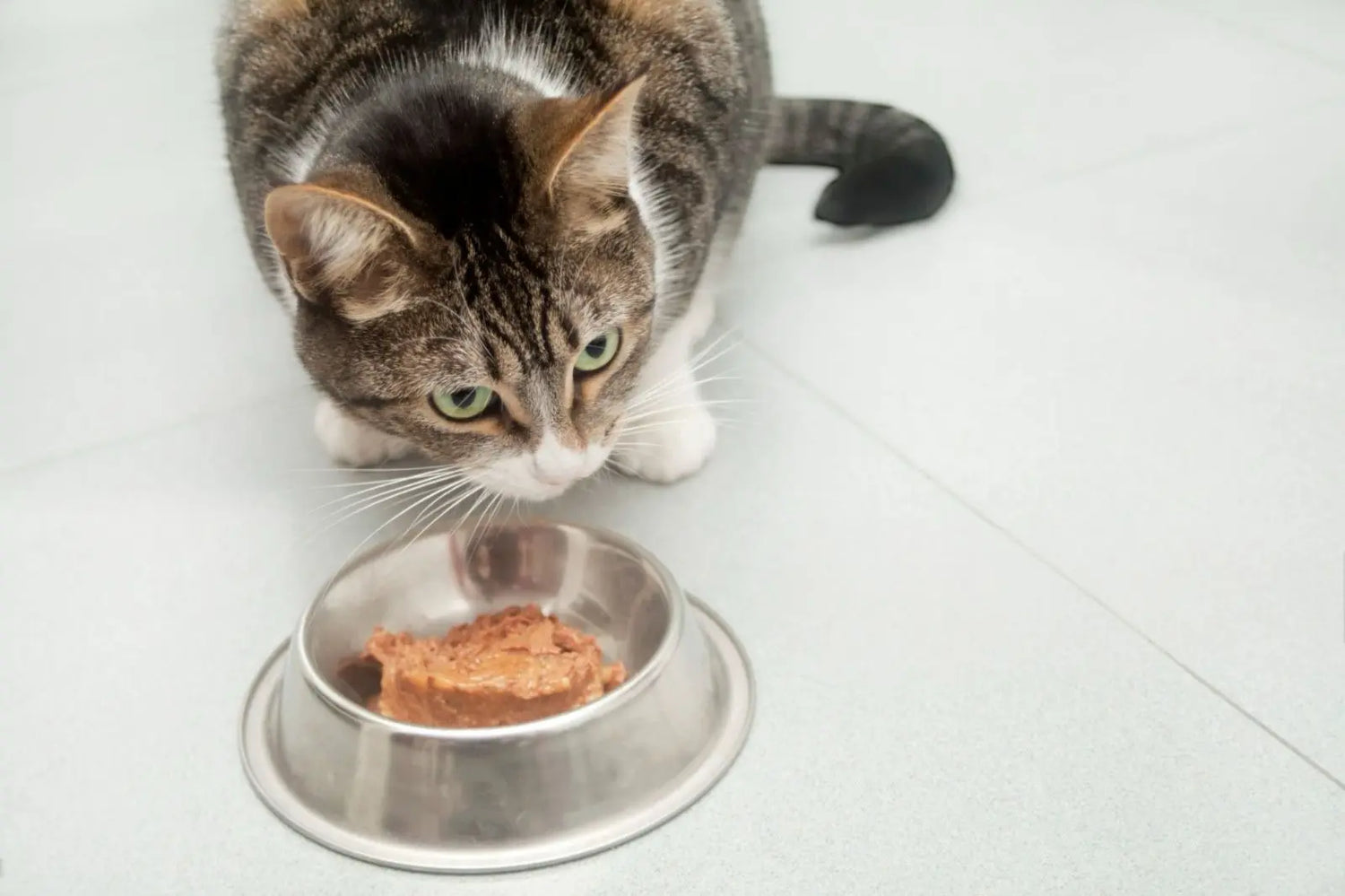 Umido-per-gatti-guida-completa-a-benefici-scelta-e-dosaggi Respet Shop