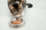 Umido-per-gatti-guida-completa-a-benefici-scelta-e-dosaggi Respet Shop