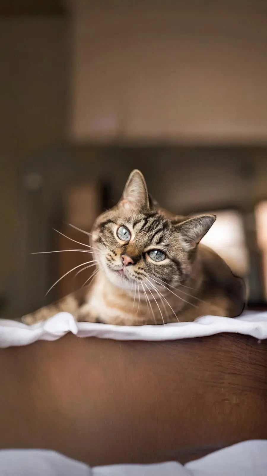 Come capire se il tuo gatto è felice: 10 segnali chiari che devi conoscere Respet