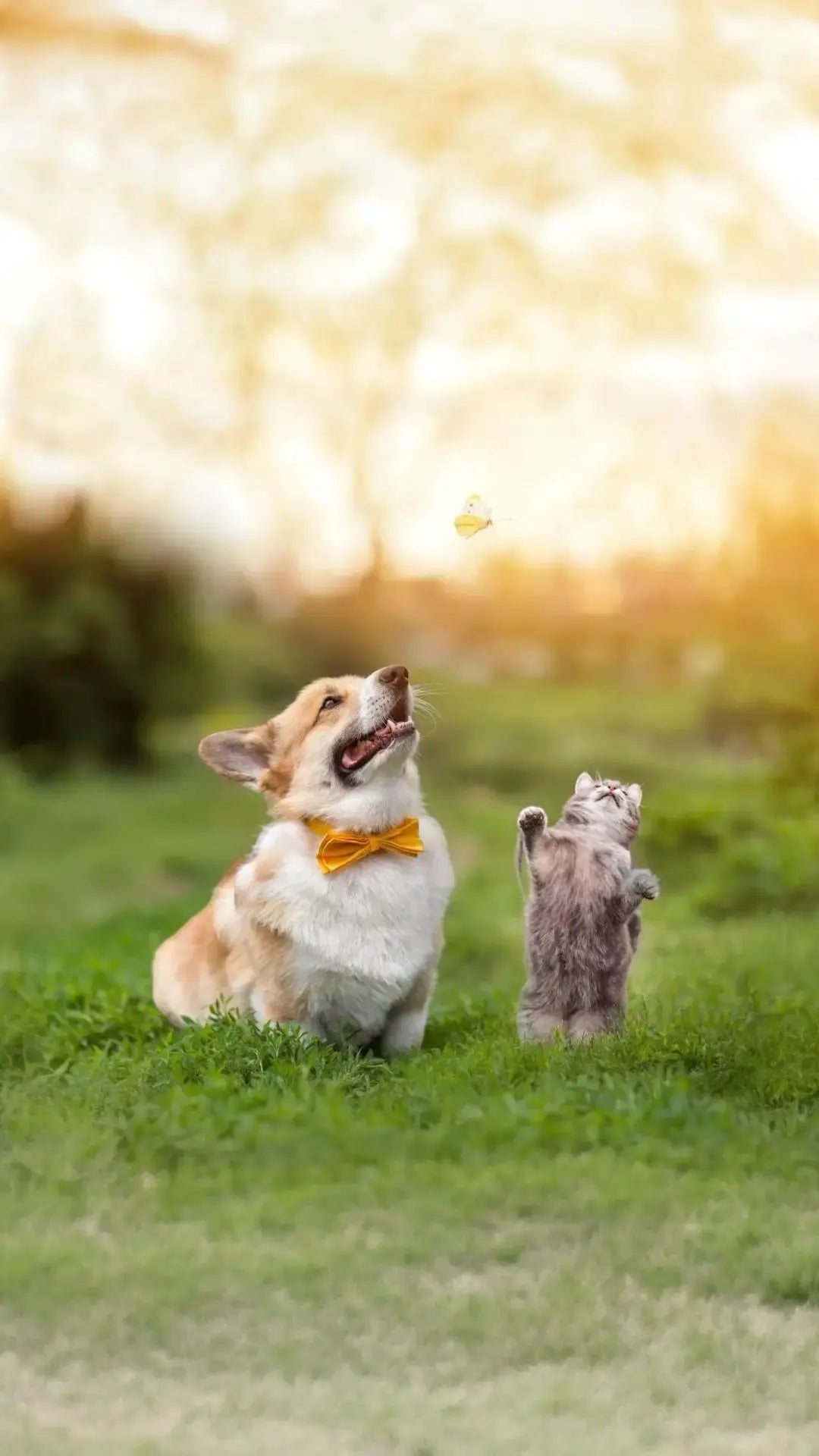 Marzo è un mese di transizione per i pet: cosa osservare ogni giorno Respet