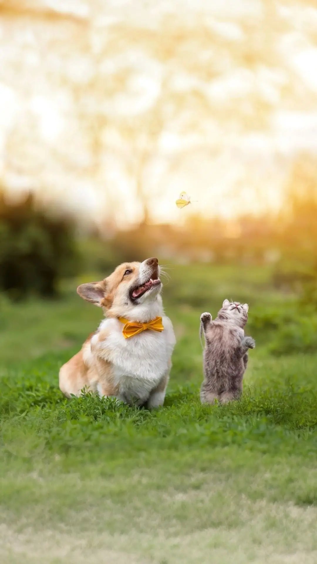 Marzo è un mese di transizione per i pet: cosa osservare ogni giorno Respet