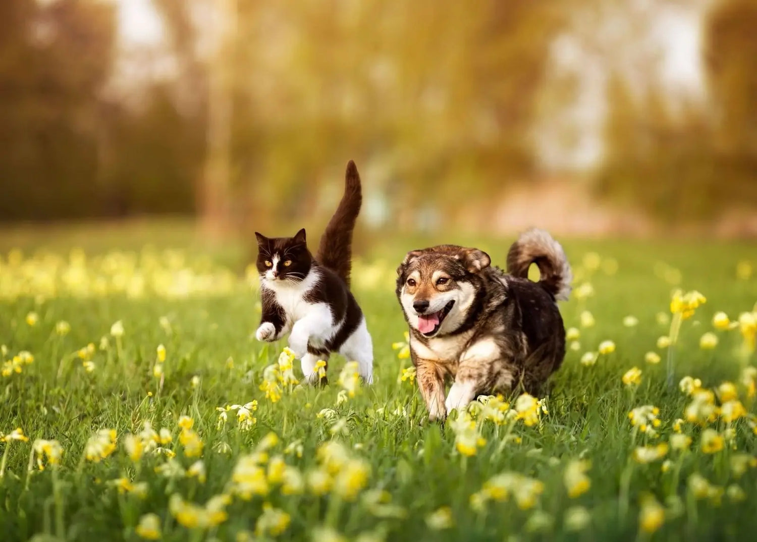 Estate e appetito: cosa fare se cani e gatti mangiano meno Respet