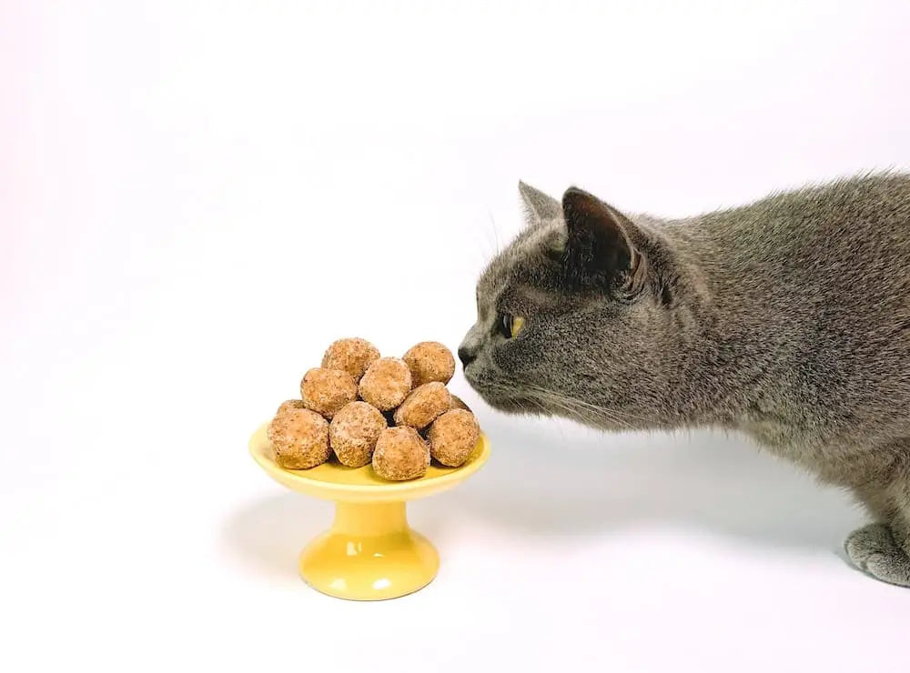 blog Il Segreto per Far Durare di più il Sacchetto di Crocchette