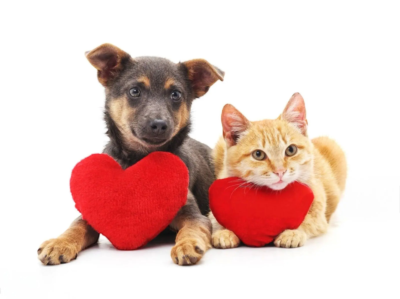 Idee per festeggiare San Valentino con il tuo pet Respet